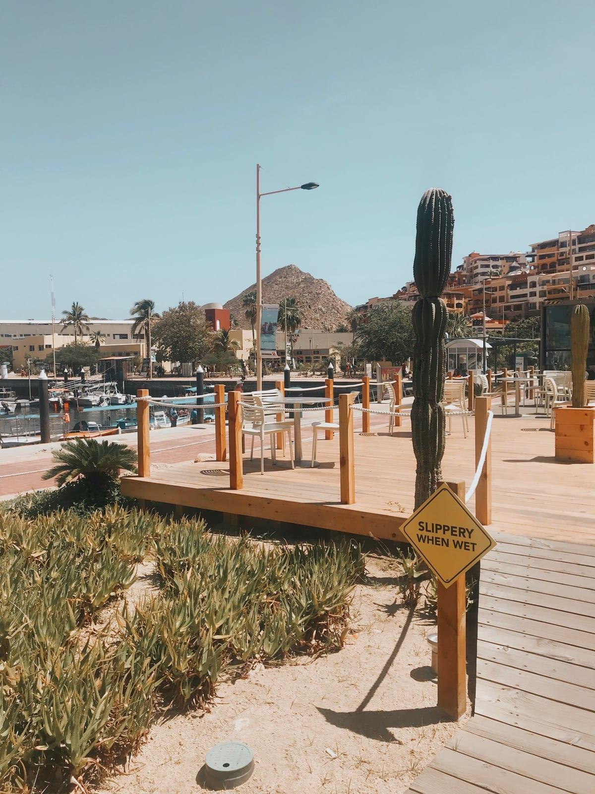 Cabo San Lucas marina boardwalk lined with palm trees on a sunny day, near the Puerto Paraíso and The Place at Cabo galleries and museums.