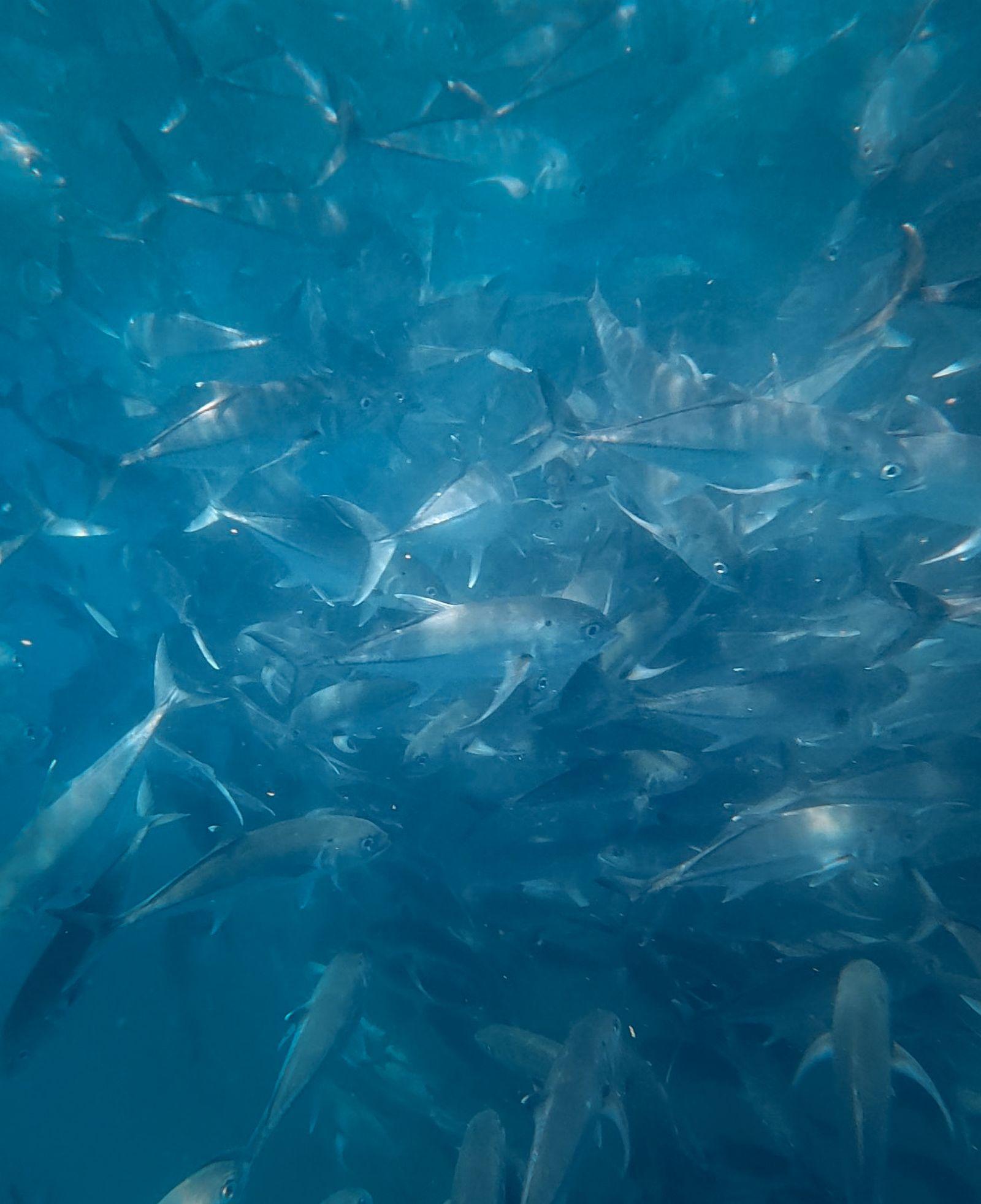 A school of fish in the crystal-blue waters off Cabo San Lucas