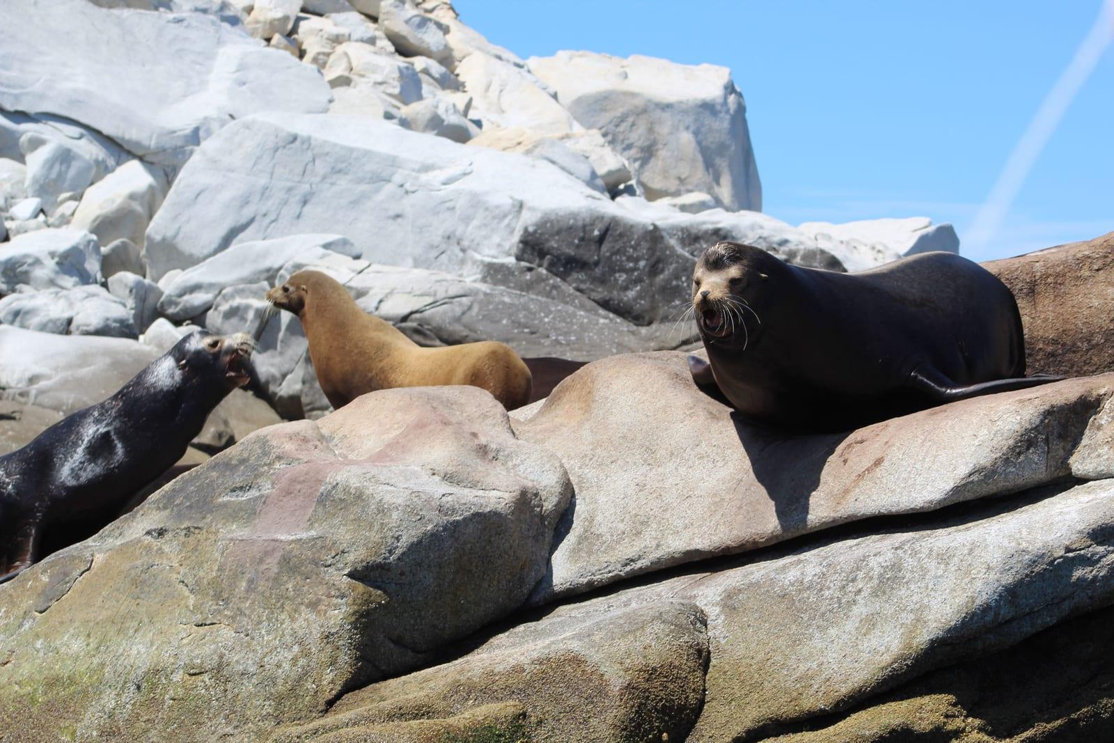 Sea lions basking on rocks in Cabo Pulmo National Park, a protected marine reserve in Baja California Sur.
